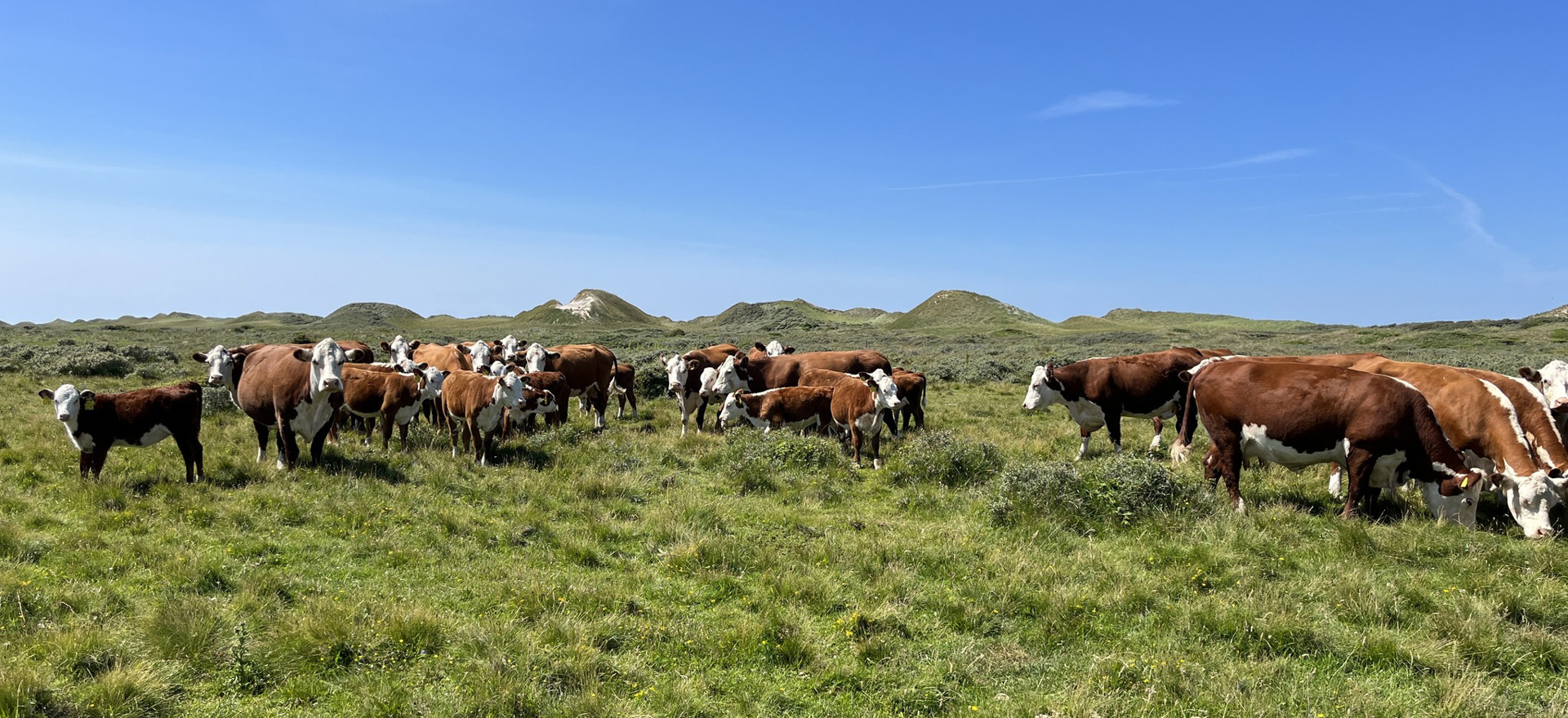 480269159 1066966858567940 7851692021852160861 N